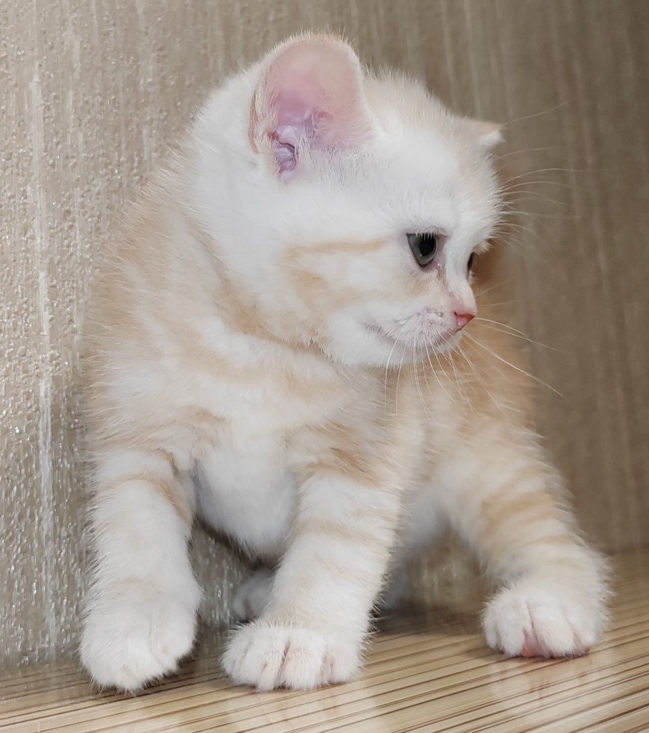 Шотландские Вислоухие Скоттиш Страйд котята от правильной вязки!