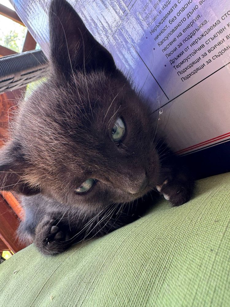 Donez 4 pui de pisică adorabili! ÎN BRĂILA