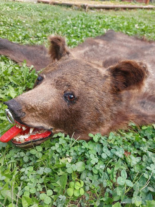 Blana de urs/piele de urs