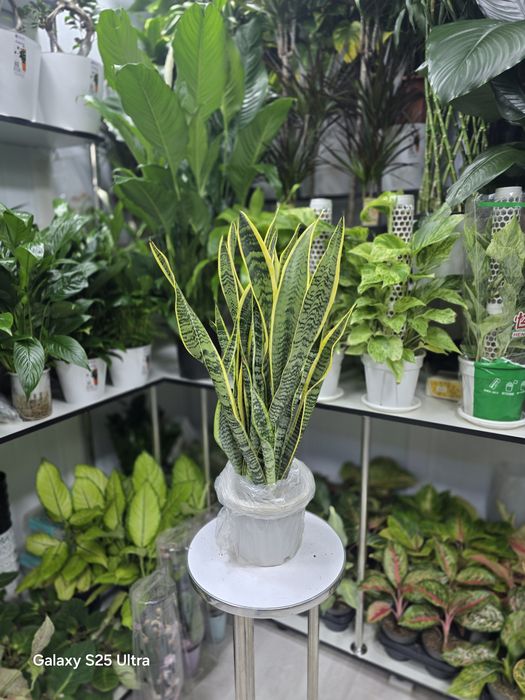 Сансевиерия Лауренти