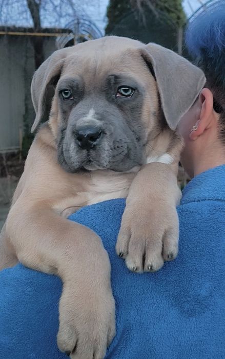 Mascul Cane Corso 9 săptămâni,  cu Pedigree+