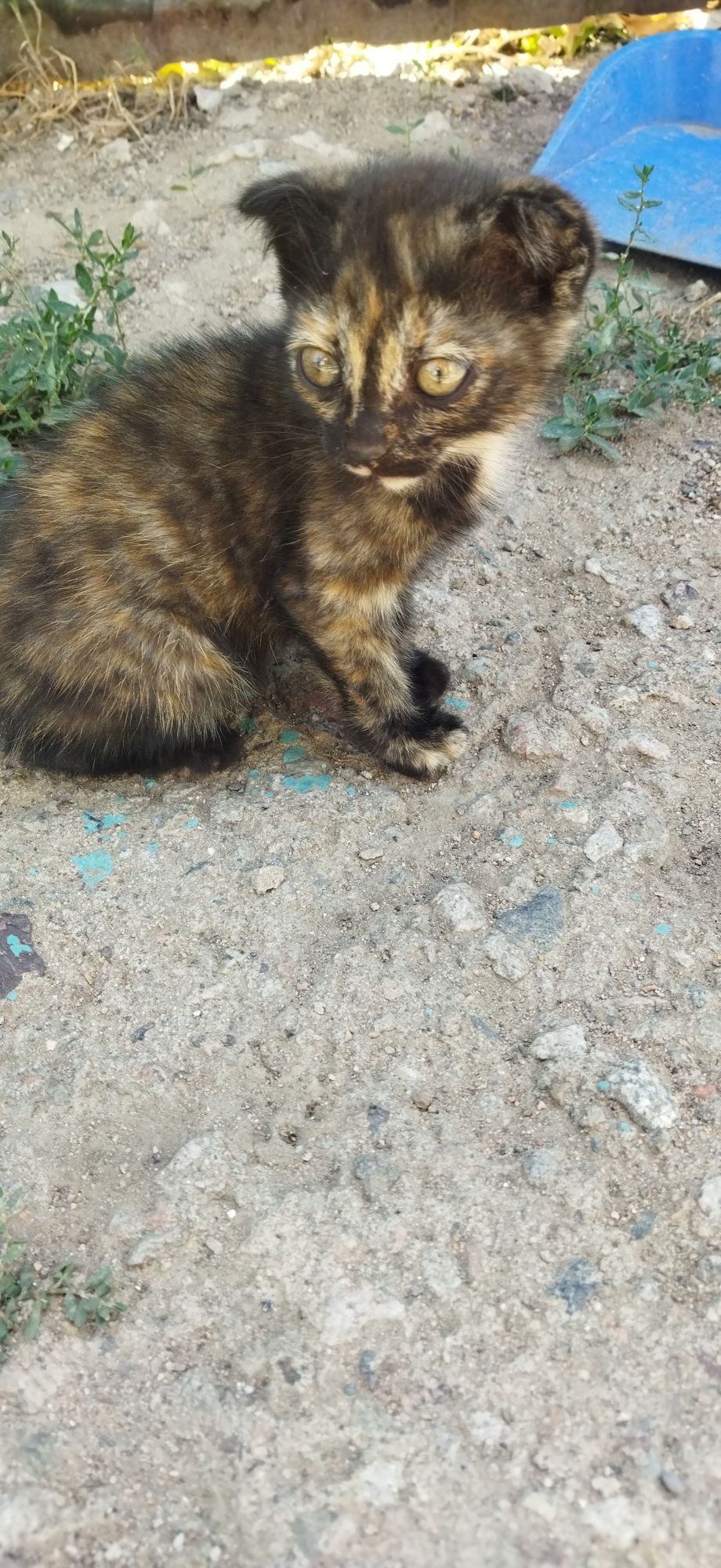 Котята даром в добрые руки