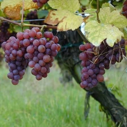 Vita de vie nobila ( Roze )