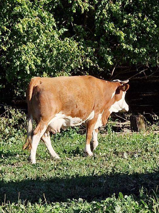 Vănd vacă a patara fătare