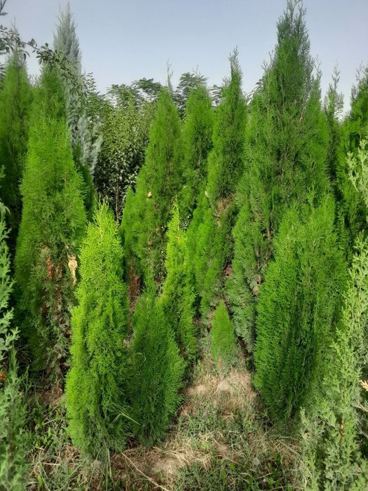 Манзарали дарахтлар, гуллар, арчалар этказиб берамиз