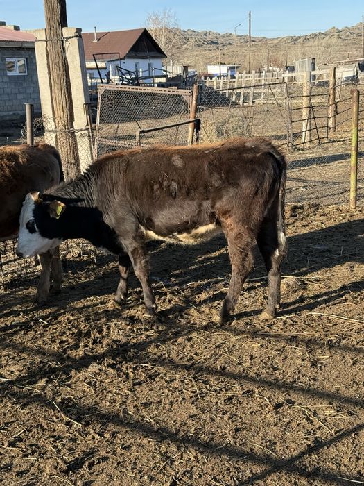 Телят 8 месяц канайкада тур