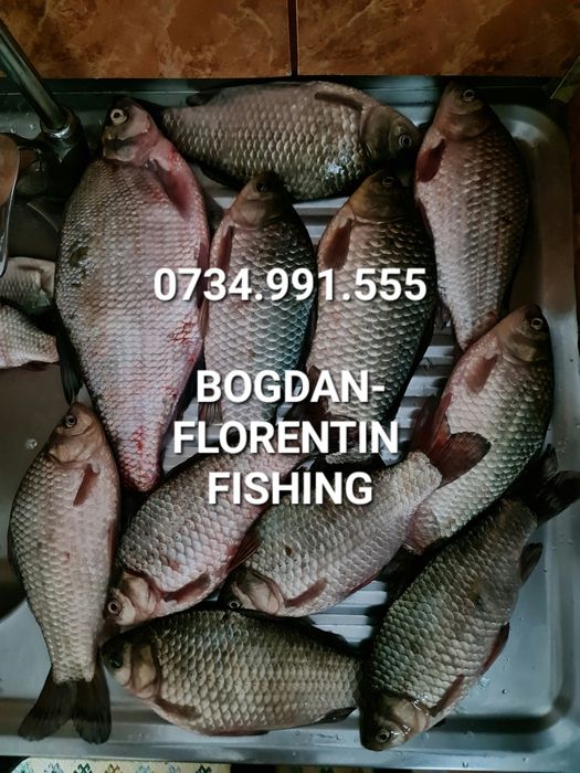 Peste Proaspat Salbatic