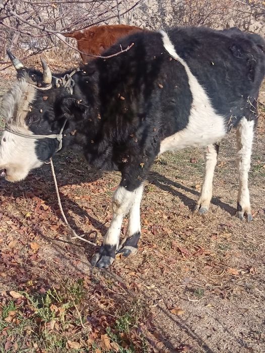 1 бас бузау 1бас сиыр сатылады