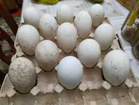 Продается гусиное яйцо  инкубационное