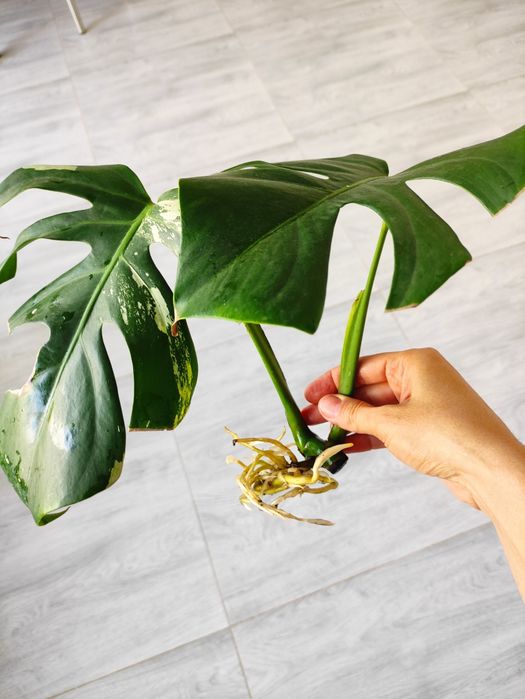 Альба монстера черенки