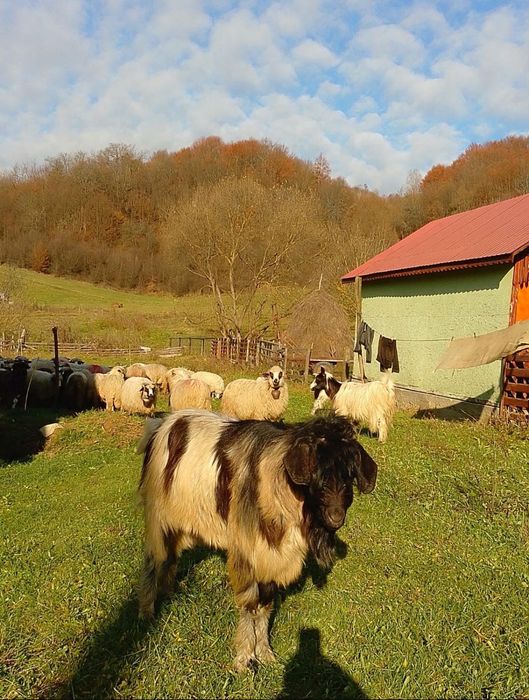vând țap de 2 ani