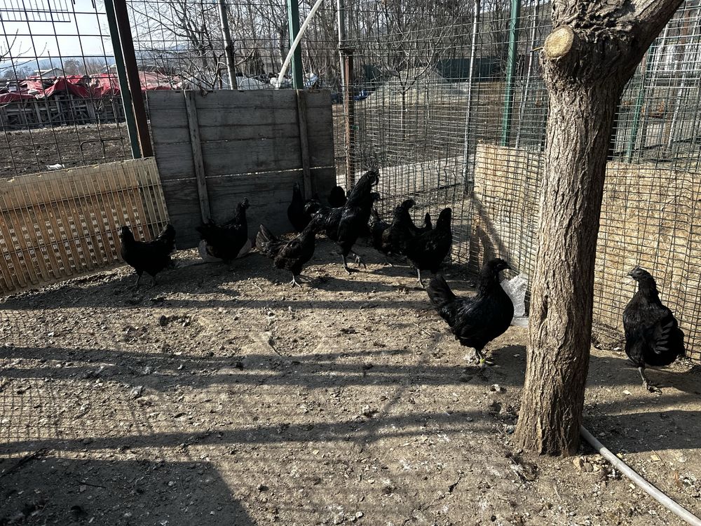 Oua incubat Ayam Cemani