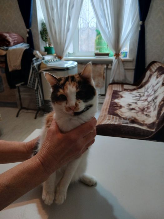 Отдам котят, кошек и собачку.