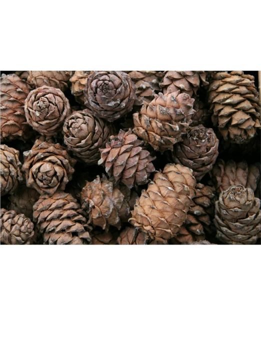 Продам кедровые шишки для поделок  крупные и средние