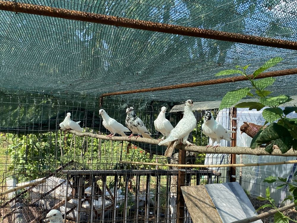 Porumbei ornament cu mot si incaltati