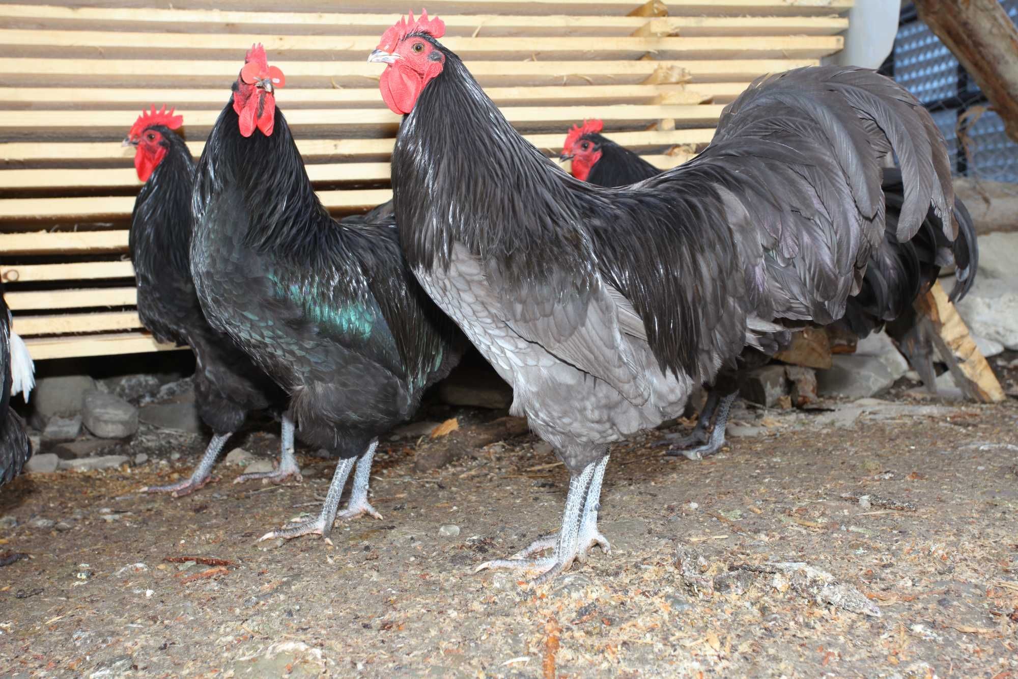 Cocosi australorp pe negru si albastru