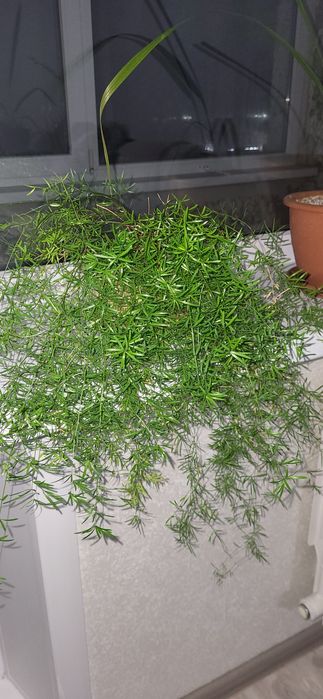 Аспарагус, герань, пальма финиковая