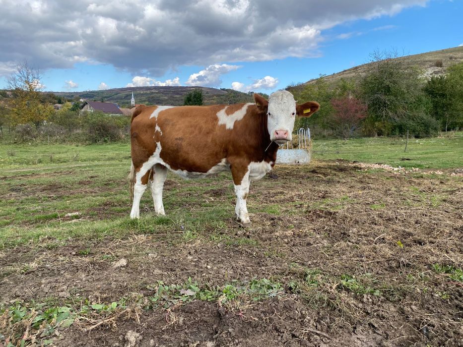 Vand juninci fatate cu vitel si gestante in 8 luni