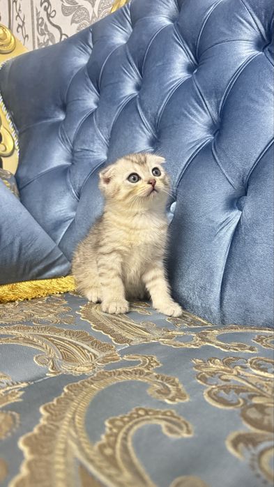 Arzonga seribristiy quloqchasi qaytgan shinshilla mushukcha