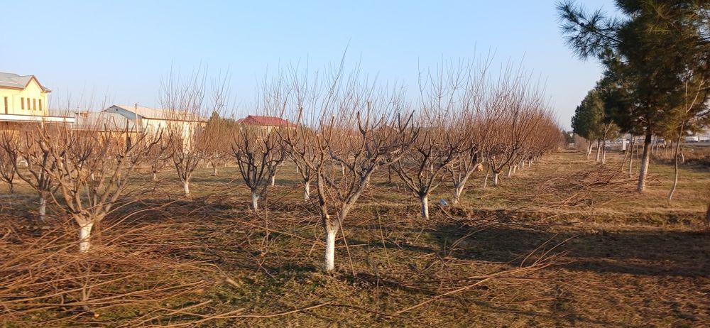 Bogbon.Uzumzor va boglarni manzorali daraxtlarni butaymiz .Богбон. Сад