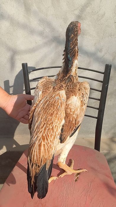 Жужа товук сотилади привазной зотладан