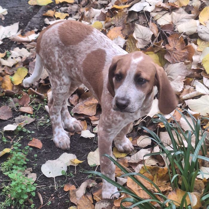 Куче подарявам  ловджиско руска пегея на 5 месеца женска