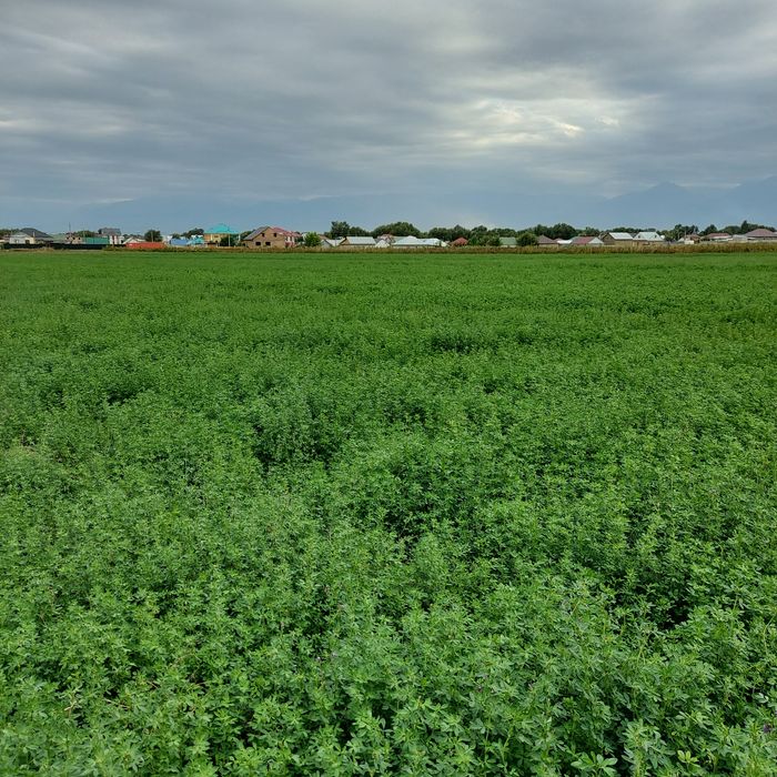 Участок 1га, село Береке