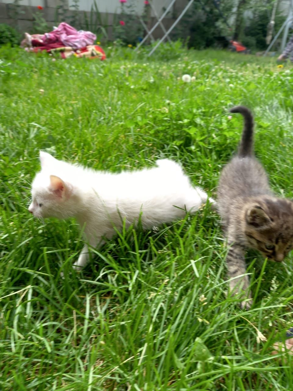 Котята ищут добрых хозяев
