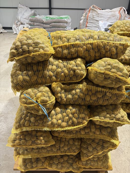 Семе сорт Сорая