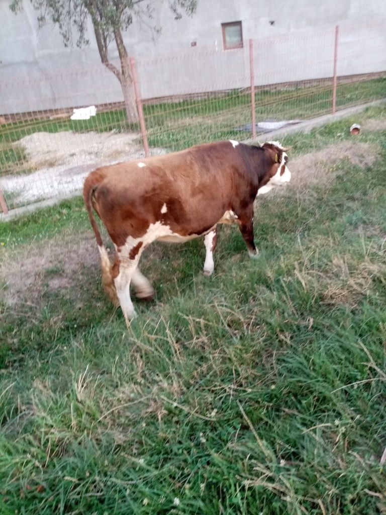 Vand Vițea la prima fatare