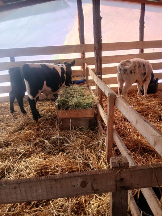 Se vinde 3 taurasi și 1 vitea