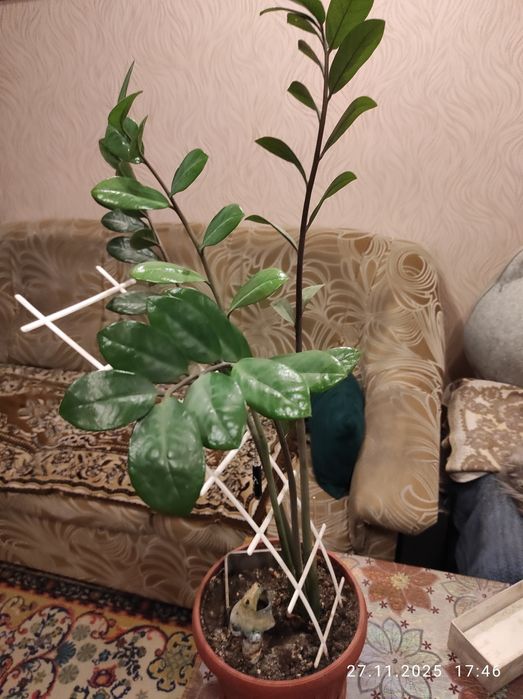 Цветы комнатные в горшках