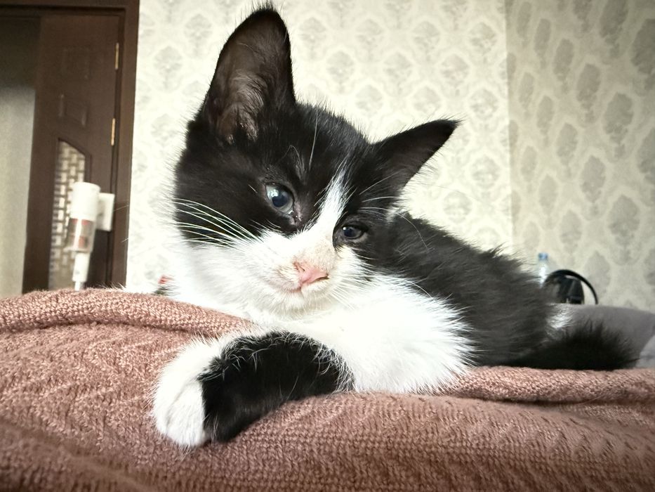 Котенок в добрые руки