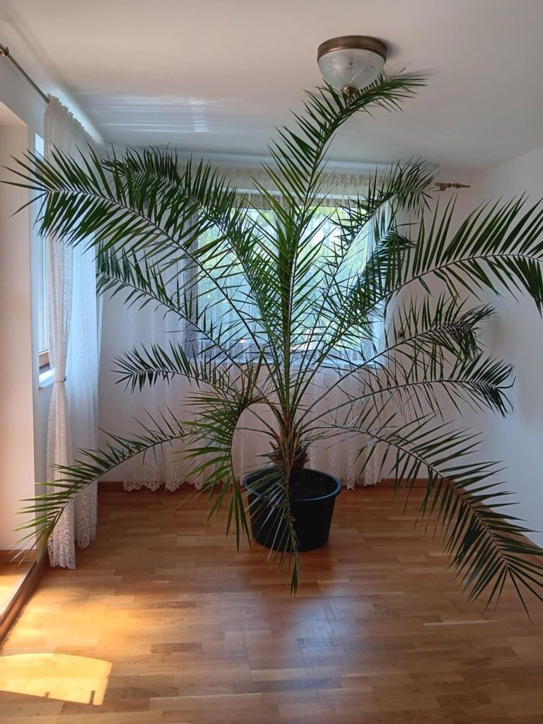 Palmier de interior