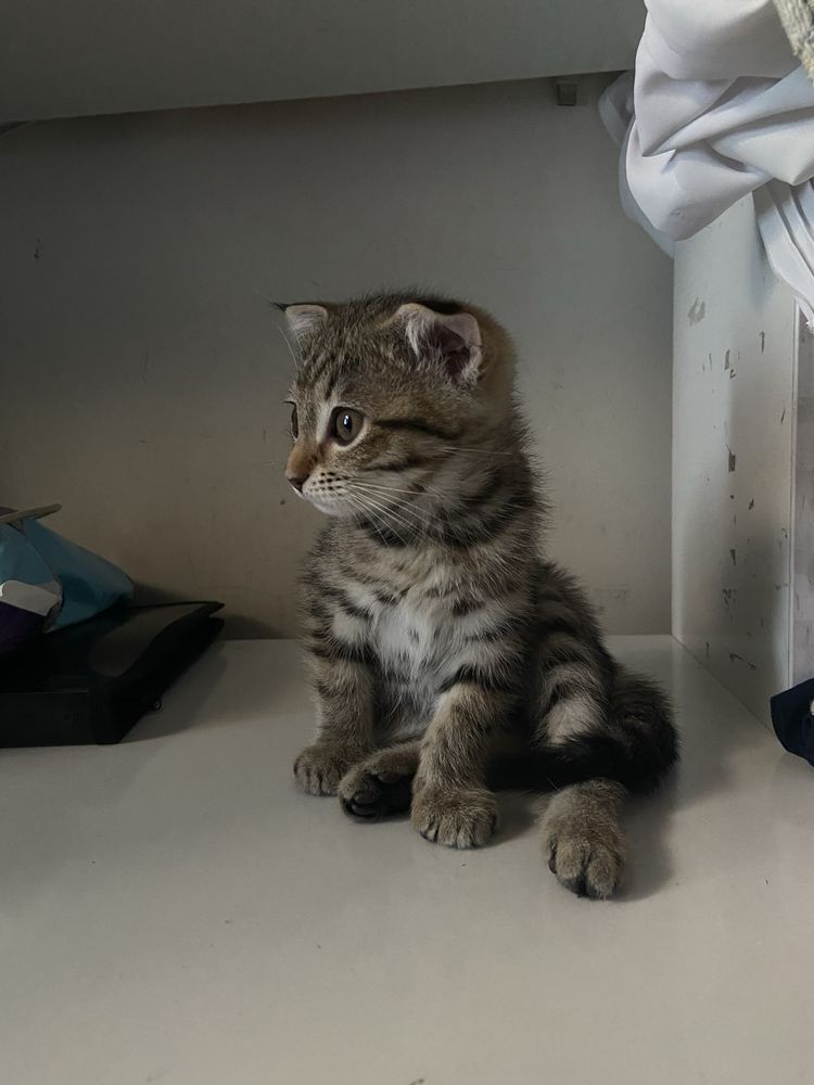 Продаются шотландские котята