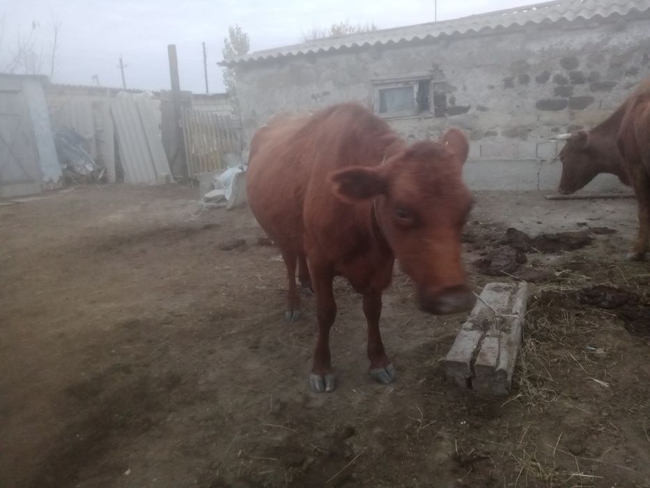 Семіз сиыр сатылады