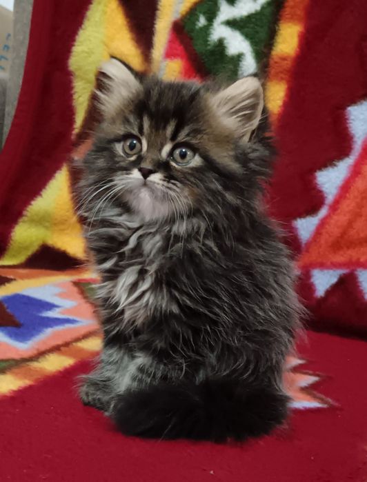 Maine Coon băiețel