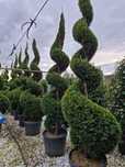 Spirală. bambus. Buxus.