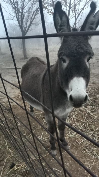 Ешек сатамын жас озы буаз бырыншы тума жагдай жаксы