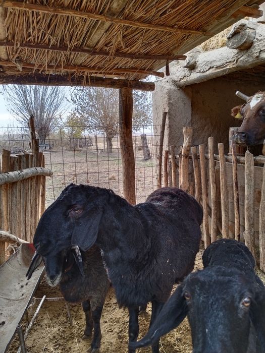 Қошқар сатылады 1 жаста