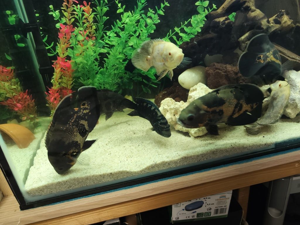 Vând acvariu mare complet pești oscari filtru extern
