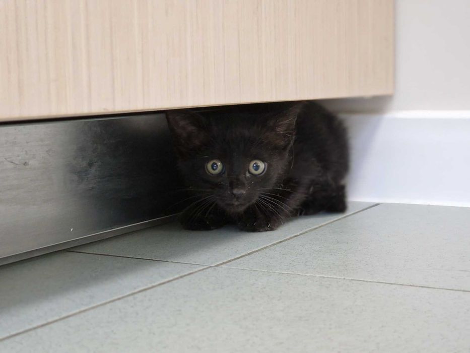 Това прекрасно коте търси дом