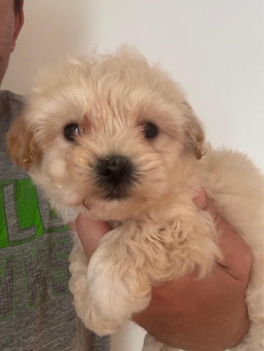 Maltipoo Baiat Toy cu carnet