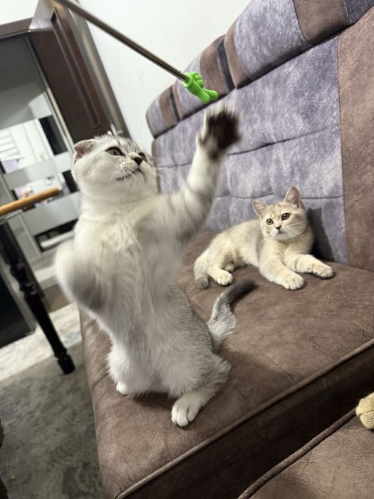 Mushukcha 4oylik juda aqilli qiz bola asl zotli mushuklarlarga quziqad