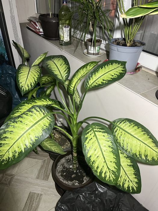 Floare ornamentală Dieffenbachia