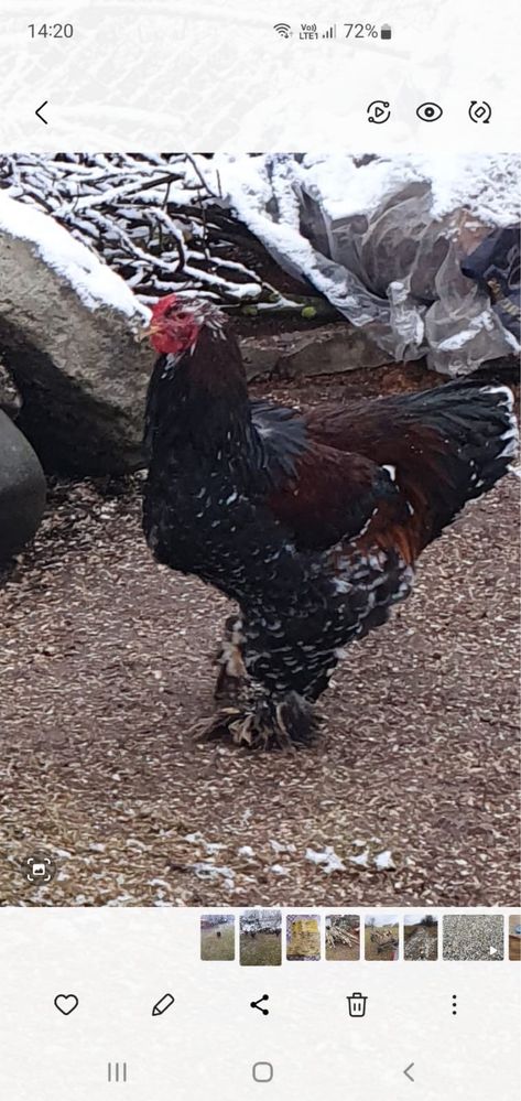 Oua Gaini Brahma Portelan