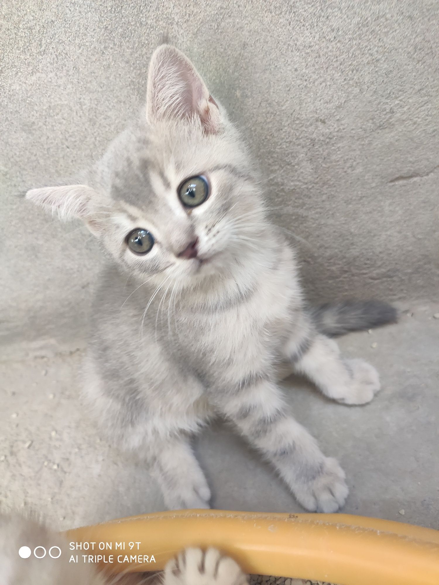 Продаётся котёнок. Скоттиш страйт.