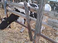 Vand vaci in COP Baltata cu Negru Romaneasca