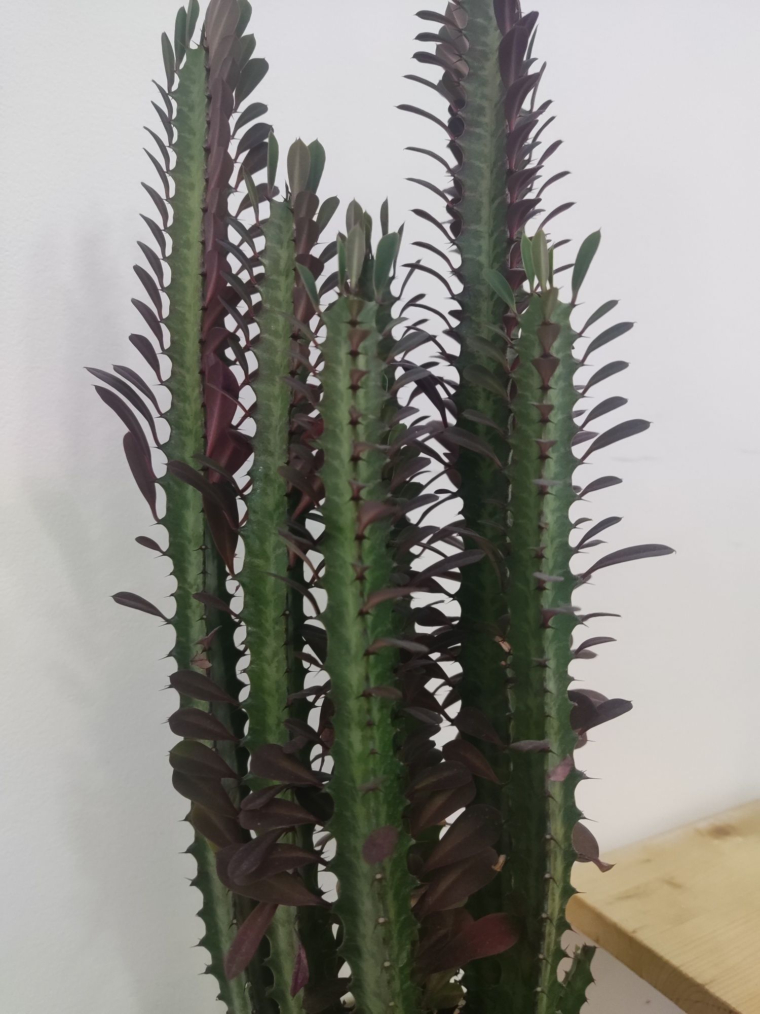 Эуфорбия Тригона Рубра (Euphorbia trigona Rubra)