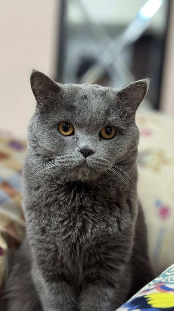 Вислоухая скоттиш страй